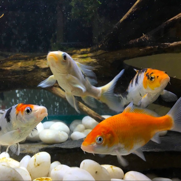 WELCOME! Thank You For Checking Out My Closet! - Picture 10 of 15